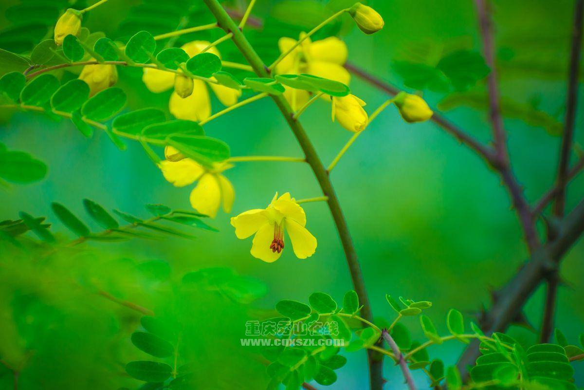 秀山漫山遍野最常见的黄色刺巴花,原来有一个超美的名字!