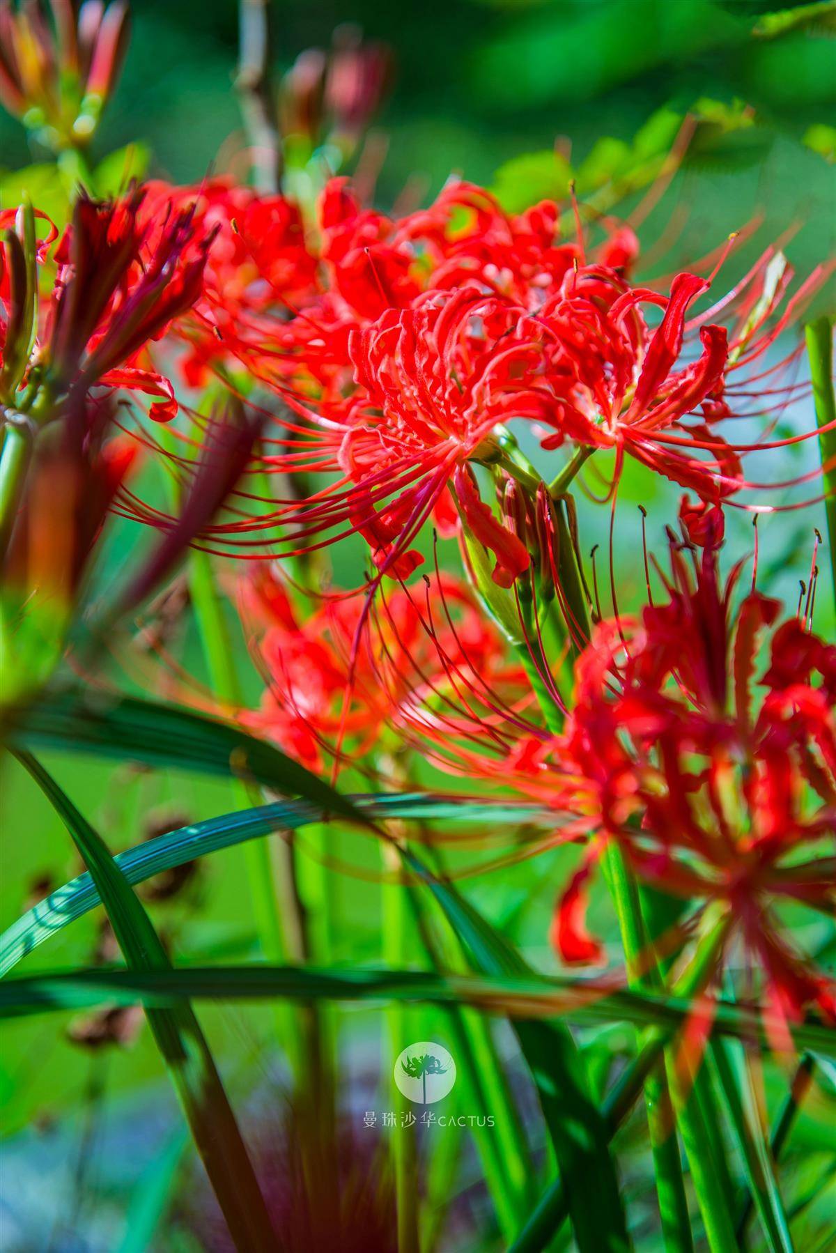 究竟是石蒜还是彼岸花这种火焰般美到爆的红色植物还有这些故事